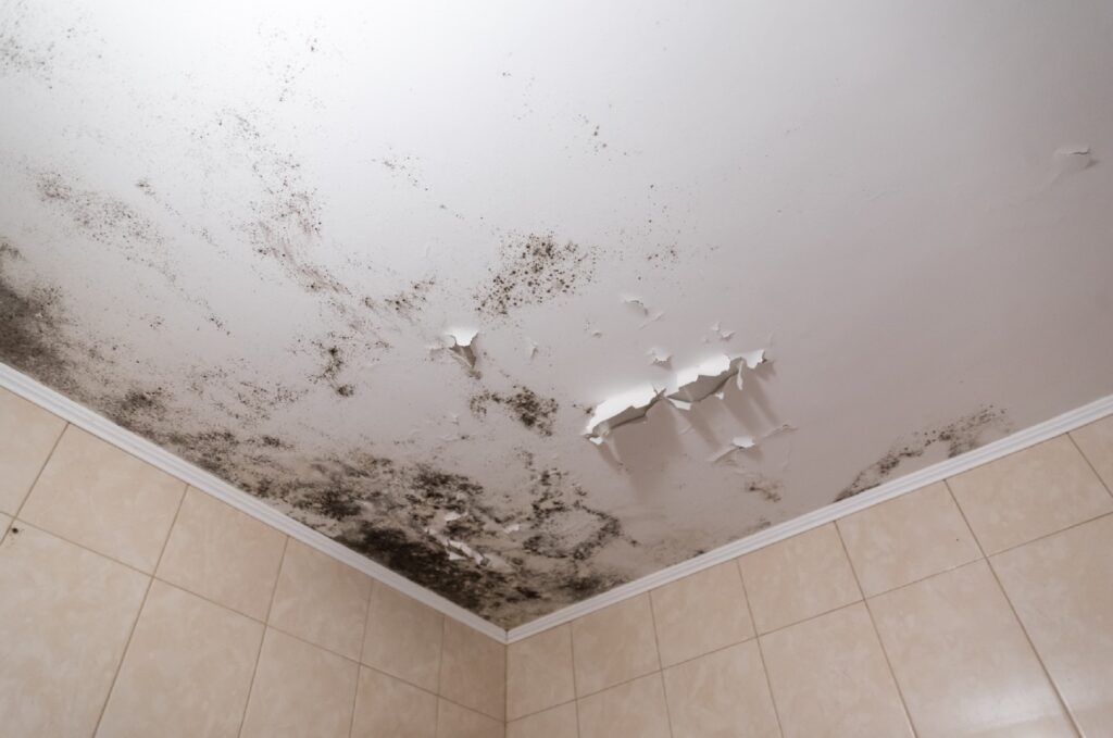 Best Paint For Steamy Bathroom Ceiling, What Type Of Paint Should I Use On A Bathroom Ceiling